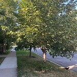 Tree Maintenance - City Owned at 729 4 St NW