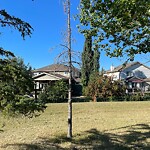 Tree Maintenance - City Owned at 218 Douglasview Co SE