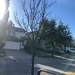 Tree Maintenance - City Owned at 2934 Douglasdale Bv SE