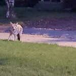 Coyote Sightings and Concerns at 1216 Beverley Bv SW