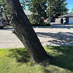 Tree Maintenance - City Owned at 2519 Southwood Dr SE