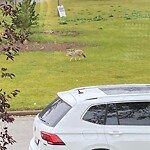 Coyote Sightings and Concerns at 35 Foster Rd SE