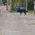 Wildlife Sightings at 2726 14 Ave Sw, Calgary, Ab T3 C 3 R7, Canada