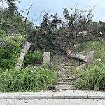 Tree Maintenance - City Owned at 1036 Drury Av NE