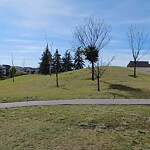 Tree Maintenance - City Owned at 6 Copperstone Wy SE