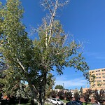 Tree Maintenance - City Owned at 219 24 Av SW