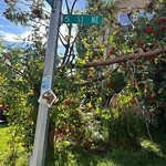 Tree Maintenance - City Owned at 709 5 St NE