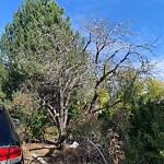 Tree Maintenance - City Owned at 198 Mt Assiniboine Ci SE