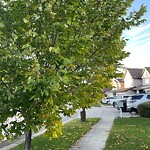 Tree Maintenance - City Owned at 34 Elgin Estates Gv SE