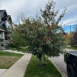 Tree Maintenance - City Owned at 48 Prestwick Estate Li SE