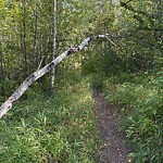 Tree Maintenance - City Owned at 33 Stratford Pl SW