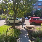 Tree Maintenance - City Owned at 522 23 Av SW