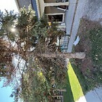 Tree Maintenance - City Owned at 1621 27 Ave SW South Calgary