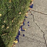 Debris on Street, Sidewalk, Boulevard at 903 124 Av SW