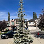 Tree Maintenance - City Owned at 50 Scenic Ridge Wy NW