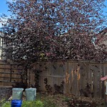 Tree Maintenance - City Owned at 213 Mahogany Tc SE