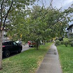 Tree Maintenance - City Owned at 814 18 Av SW