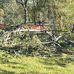 Tree Maintenance - City Owned at 1440 17 A St SE