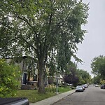 Tree Maintenance - City Owned at 403 31 Av NW