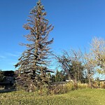 Tree Maintenance - City Owned at 2715 26 Av SW