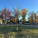 Tree Maintenance - City Owned at 2828 28 St SW