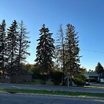 Tree Maintenance - City Owned at 3111 35 Av SW