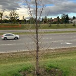 Tree Maintenance - City Owned at 11439 Southdale Cl SW