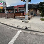 Debris on Street, Sidewalk, Boulevard at 726 Edmonton Tr NE