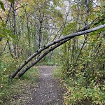 Tree Maintenance - City Owned at 6720 37 St SW