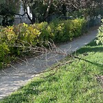 Tree Maintenance - City Owned at 1417 16 St SE