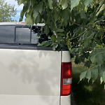 Tree Maintenance - City Owned at Murmansk Way SW Southwest Calgary Calgary