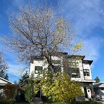 Tree Maintenance - City Owned at 2816 43 St SW