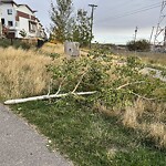 Tree Maintenance - City Owned at 214 Harvest Grove Wk NE