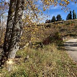 Tree Maintenance - City Owned at 6301 15 St SE