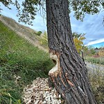 Tree Maintenance - City Owned at 2329 6 St SE