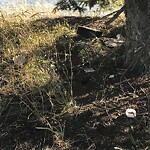 Debris on Street, Sidewalk, Boulevard at 3313 Parkdale Bv NW