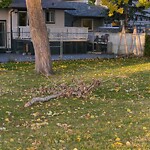 Tree Maintenance - City Owned at 48 Castlebury Co NE