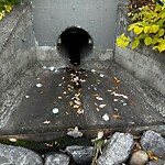 Catch Basin / Storm Drain Concerns at 906 Riverdale Av SW