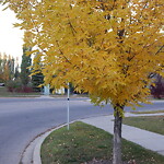 Tree Maintenance - City Owned at Cranarch Way SE Cranston Calgary