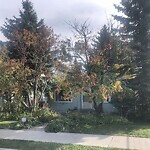 Tree Maintenance - City Owned at 1705 32 Ave SW South Calgary