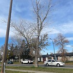 Tree Maintenance - City Owned at 5212 8 Av SE