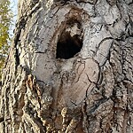 Tree Maintenance - City Owned at 202 37 St NW