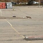 Coyote Sightings and Concerns at 2650 3 Av SE