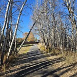 Tree Maintenance - City Owned at 63 Woodridge Cl SW