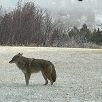 Coyote Sightings and Concerns at 508 Cedar Cr SW