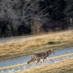 Coyote Sightings and Concerns at 2701 7 St NW