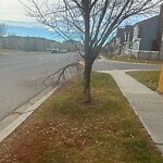 Tree Maintenance - City Owned at 259 Legacy Me SE