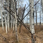 Tree Maintenance - City Owned at 8443 37 St SW