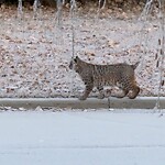 Wildlife Sightings at 38 Varsville Pl NW