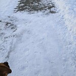 Snow On City - Maintained Sidewalk at 2 Cranston Dr SE